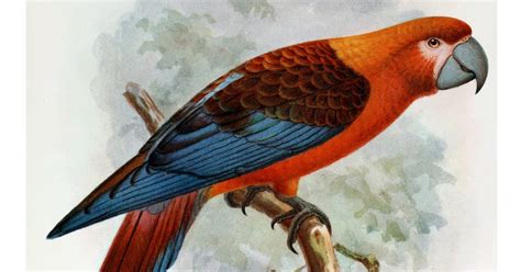 Species New to Science: [Ornithology • 2018] Ara tricolor • The ...
