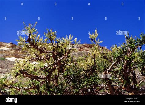 Boswellia sacra tree hi-res stock photography and images - Alamy