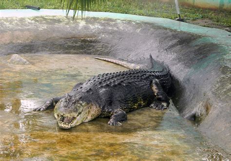 Agusan Saltwater Crocodile