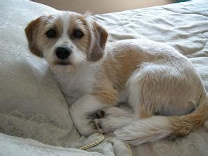 Bea-Tzu (Beagle Shih-Tzu Mix) Info, Temperament, Training, Puppies, Pictures