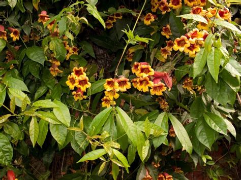 How To Grow and Care for Crossvine (Bignonia capreolata) | Florgeous