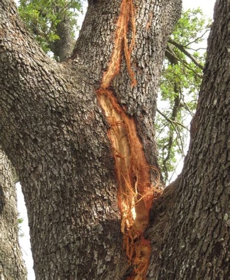 This is what happens to trees when they're struck by lightning