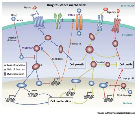 A New View of Pathway-Driven Drug Resistance in Tumor Proliferation ...