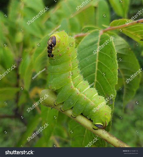 694 Luna moth caterpillar Images, Stock Photos & Vectors | Shutterstock