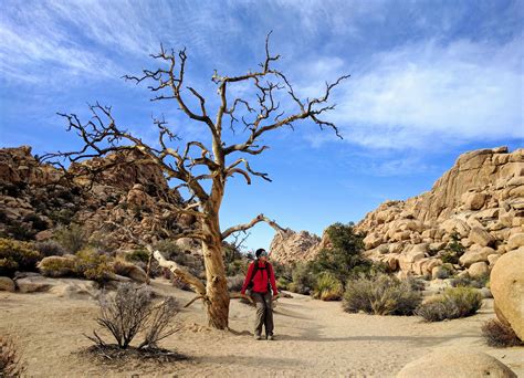 Joshua Tree National Park_Hidden Valley_Tree