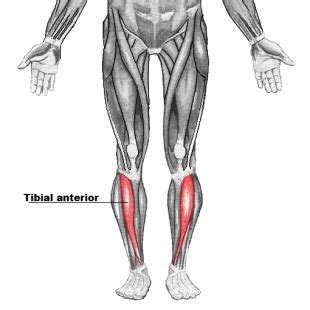 Tibialis Anterior - Physiopedia