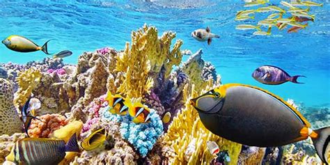 Explore The Underwater World Of The Great Barrier Reef