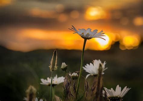 Wildflower Sunset | Wild flowers, Sunset, Flowers