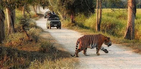 See Wild Tigers and Rhinoceros on Safari in Kaziranga National Park in India | Kaziranga ...