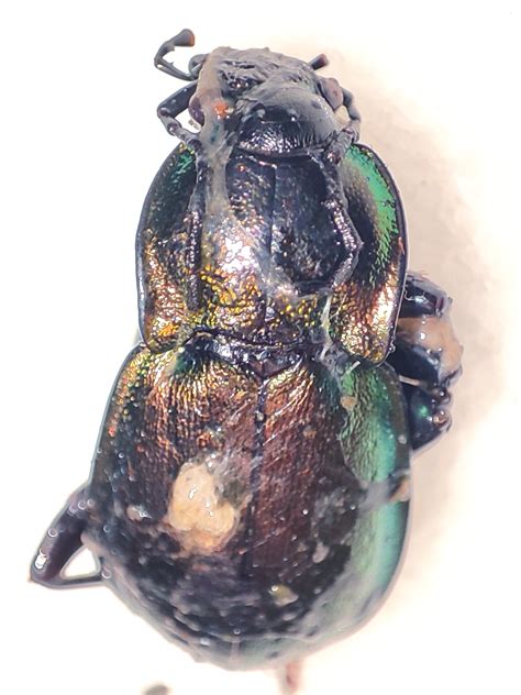 Carabidae