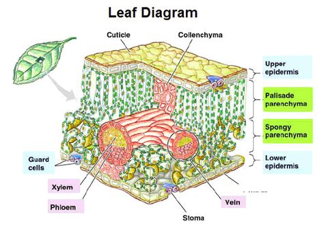 Leaf Diagram – Plant Leaf Diagram – Charts