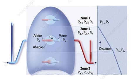 West zones - Stock Image - C021/4579 - Science Photo Library