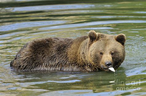 Brown Bear Eating Fish Photograph by David & Micha Sheldon - Pixels