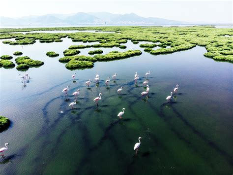 Patrimônio natural da humanidade, Pantanal guarda biodiversidade única ...