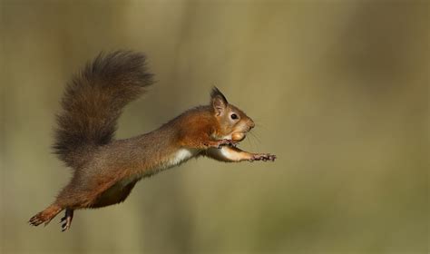 Download Jump Rodent Animal Squirrel HD Wallpaper