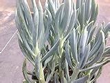 Senecio mandraliscae - How to grow & care