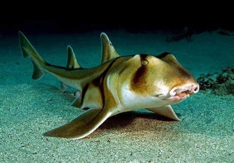 Crested bullhead shark - Alchetron, The Free Social Encyclopedia