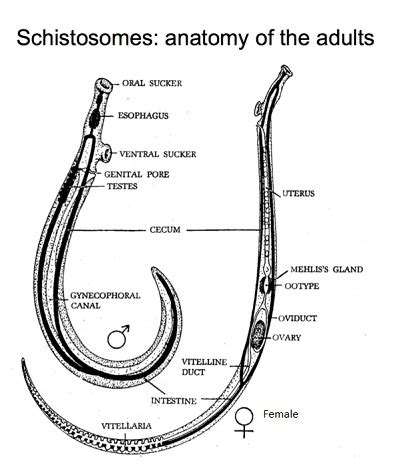 Schistosoma haematobium - Introduction, Classification, History, Habitat, Morphology