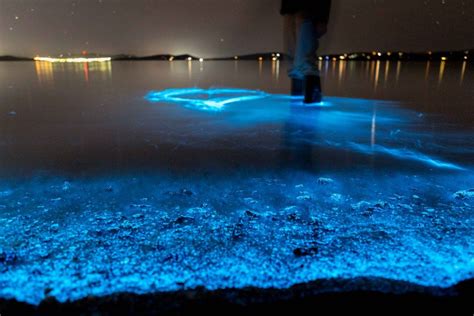 blue bioluminescent algae - Google Search | Cocoa beach, Indian river ...