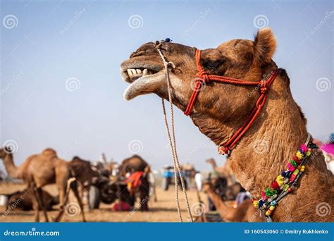 Camels at Pushkar Mela Camel Fair in Rajasthan Stock Photo - Image of ...