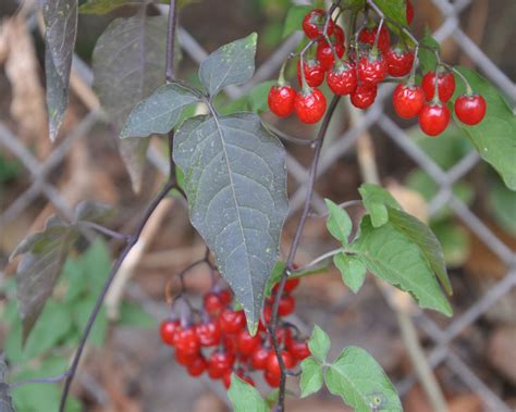 Bittersweet Nightshade (Solanum dulcamara) - Tualatin Soil and Water Conservation District