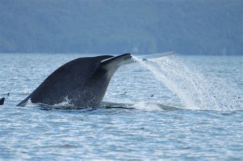 Family Balaenopteridae: The Rorqual Whales - Robin Barefield