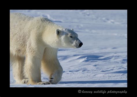 mother_polar_bear_wapusk_national_park: Pictures of polar bears in Wapusk National Park. By ...