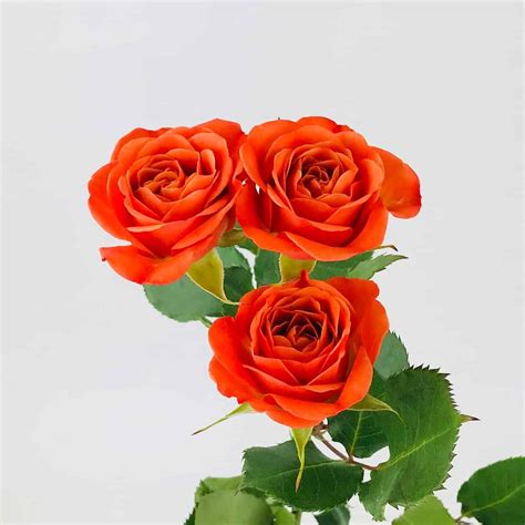 Spray Rose - Orange - Wholesale Bulk Flowers - Cascade Floral