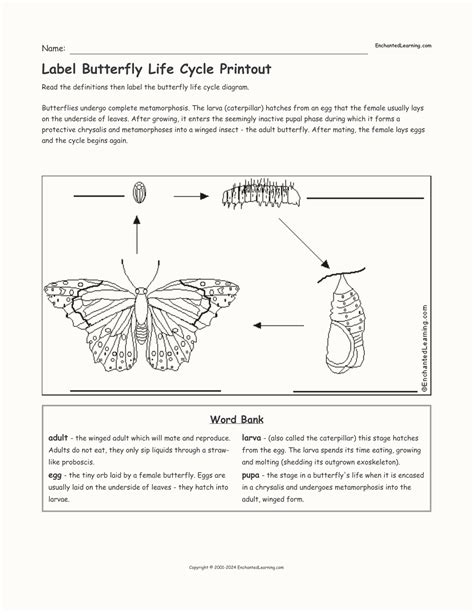 Label Butterfly Life Cycle Printout - Enchanted Learning