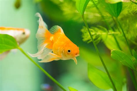 The Negative Impact Goldfish Have on Freshwater Life | Discover Magazine