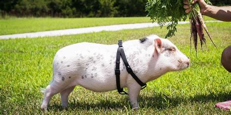 What It's Like Having a Mini Pet Pig - Caring for Miniature Pigs