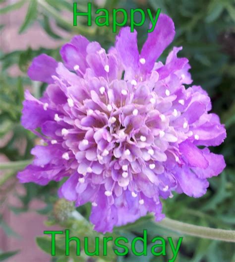 Happy Thursday 😃 | Happy thursday, Flowers, Happy