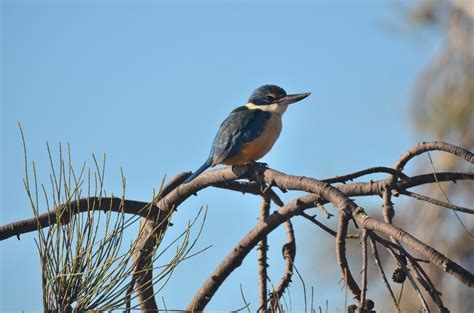 Sacred Kingfisher | BIRDS in BACKYARDS