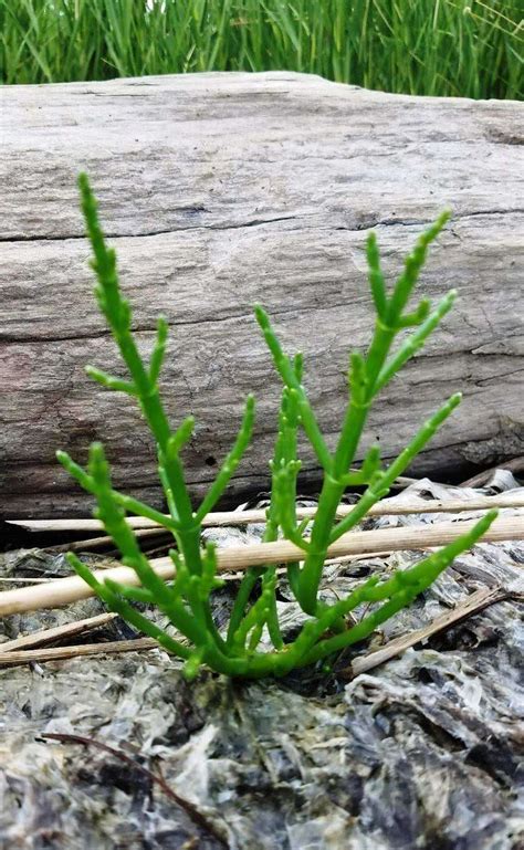 Glasswort-(Salicornia europaea) - The Great Bay National Estuarine ...