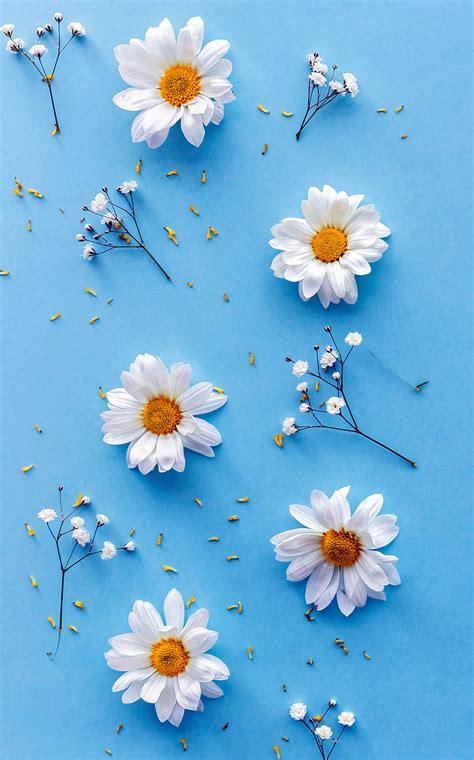 Daisy, blue, flower, fresh, spring, white, HD phone wallpaper | Peakpx