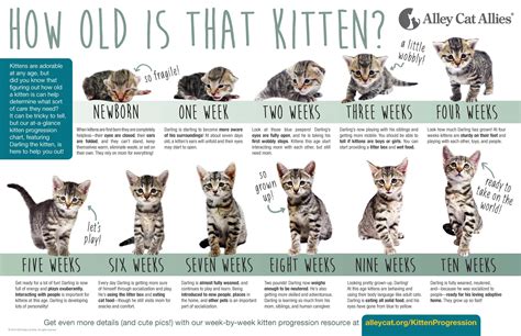 Got Kittens? - Animal Care and Control