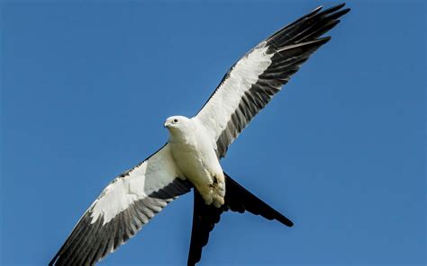 Swallow-tailed Kite | Audubon Field Guide