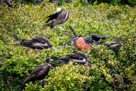 Magnificent Frigate Bird in Natural Habitat in Belize Stock Photo - Image of black, frigate ...