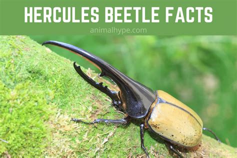 Hercules Beetle Facts: All You Need To Know About Them - Animal Hype