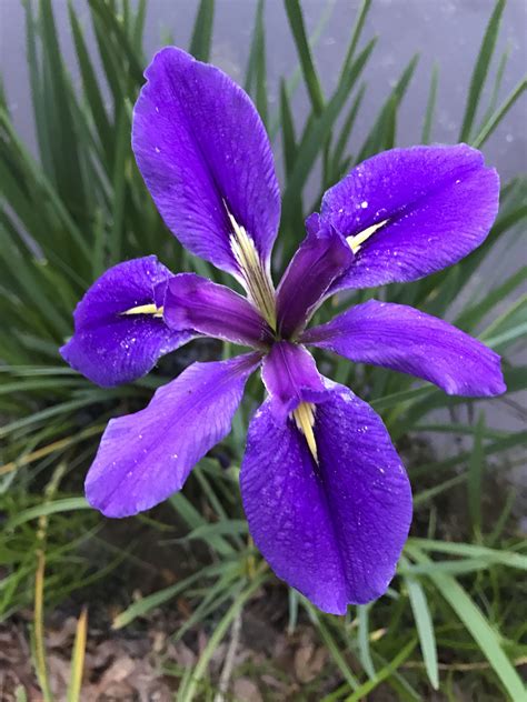 Louisiana Wild Iris | Garden well, Wild iris, Louisiana art