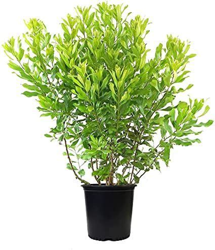 Myrica pensylvanica (Northern Bayberry) Shrub, #3 - Size Container ...