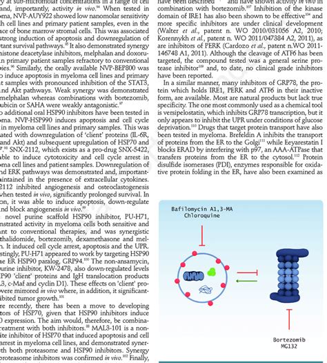 Relationship between the autophagy and proteasome pathways. Proteasome... | Download Scientific ...