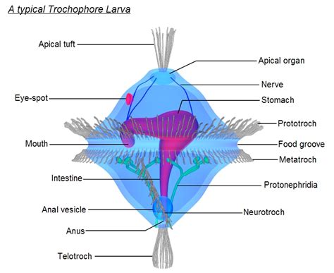 Polychaetes