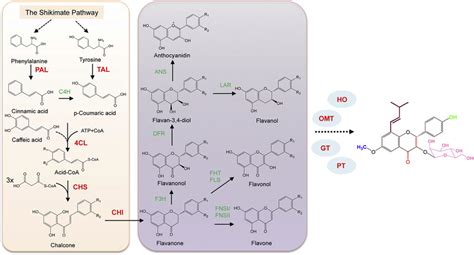 The flavonoid biosynthesis pathway in plants. The enzymes marked in... | Download Scientific Diagram