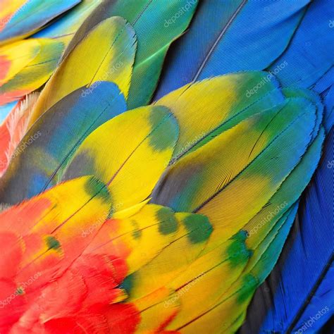 Scarlet Macaw feathers — Stock Photo © panuruangjan #65774055