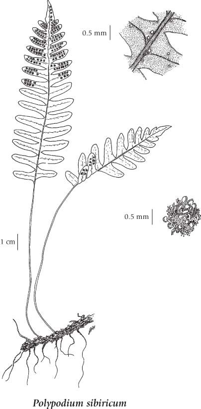 Pteridophyta Diagram