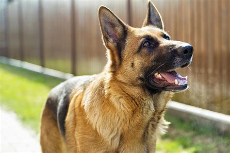 German Shepherd Dog Breed Profile