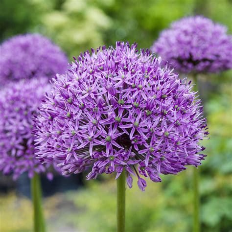 Allium Purple Sensation - Aflatunense | Tall purple flowers, Allium ...