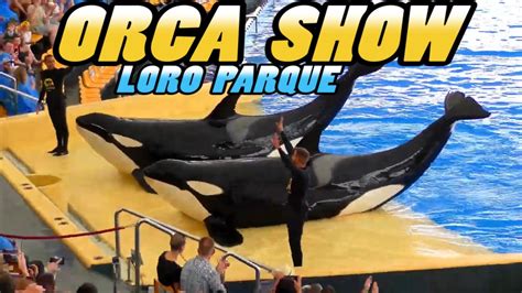 Loro Parque: ORCA OCEAN SHOW - Tenerife (4k) - YouTube