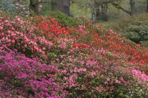 Rhododendrons & Azaleas | Planting, Pruning & Care Info | Garden Design